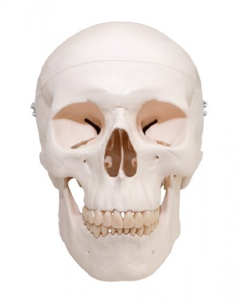 Skull